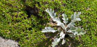 Genepì 766 0 094 Genepì